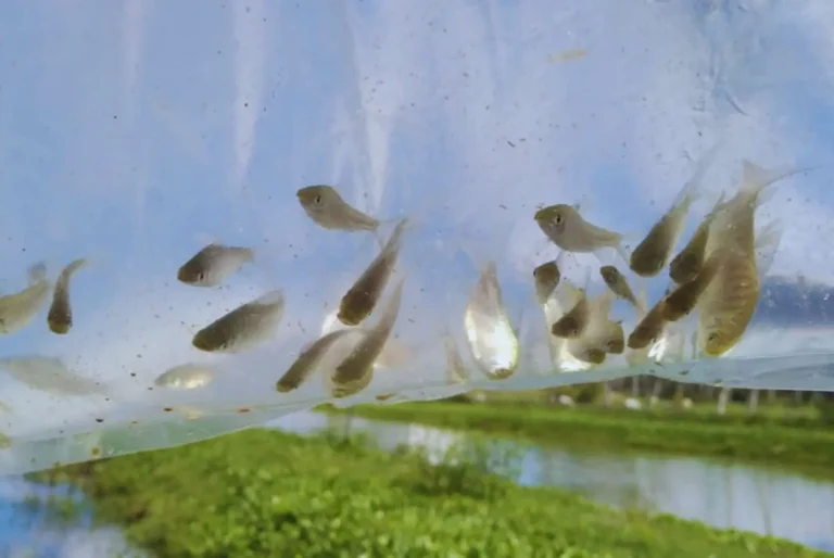 Investigación del INTA y el CONICET: Peces nativos contra mosquitos
