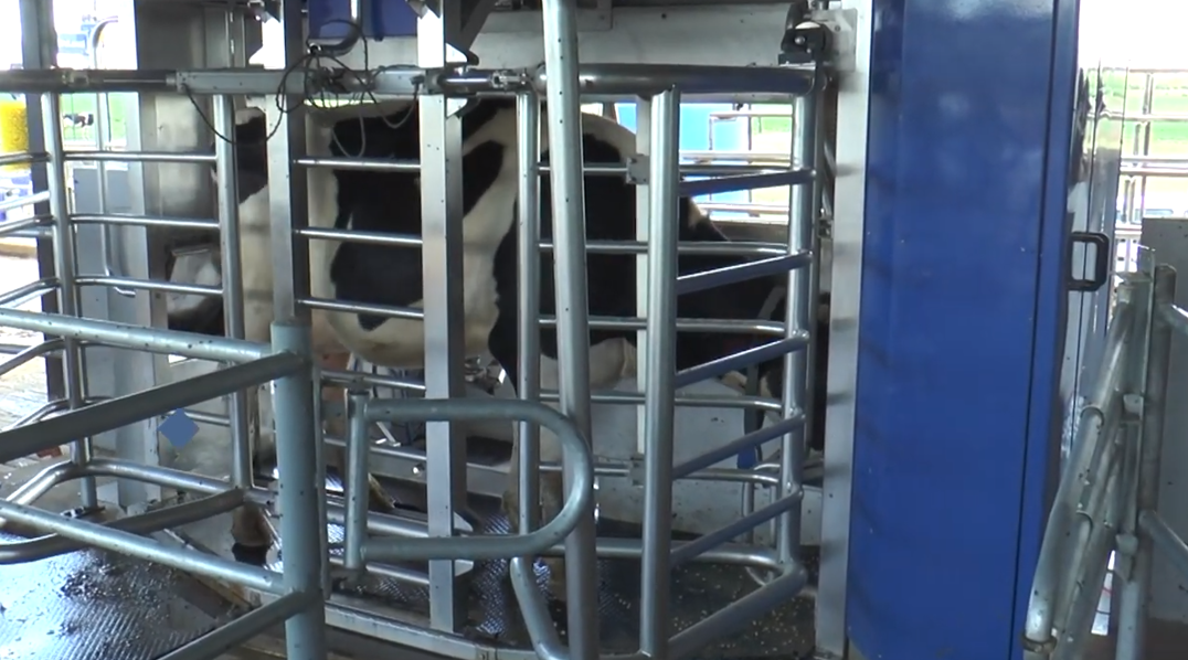 Tambo robotizado en INTA Rafaela: una década de innovación y eficiencia para la lechería Argentina