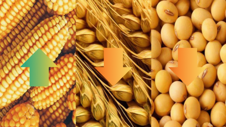 Análisis de mercados granarios: maíz al alza local y global; soja y trigo con presiones bajistas tras informe USDA