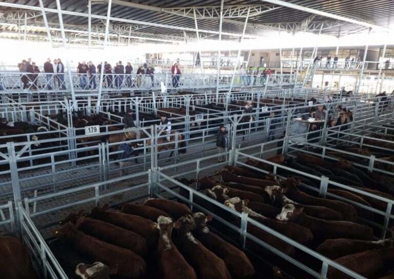 Análisis del Mercado Ganadero en MAG Cañuelas