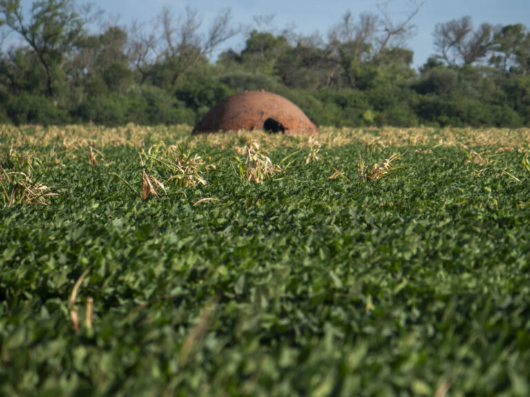 Producción y Sustentabilidad, el proyecto con buenos resultados en el Gran Chaco