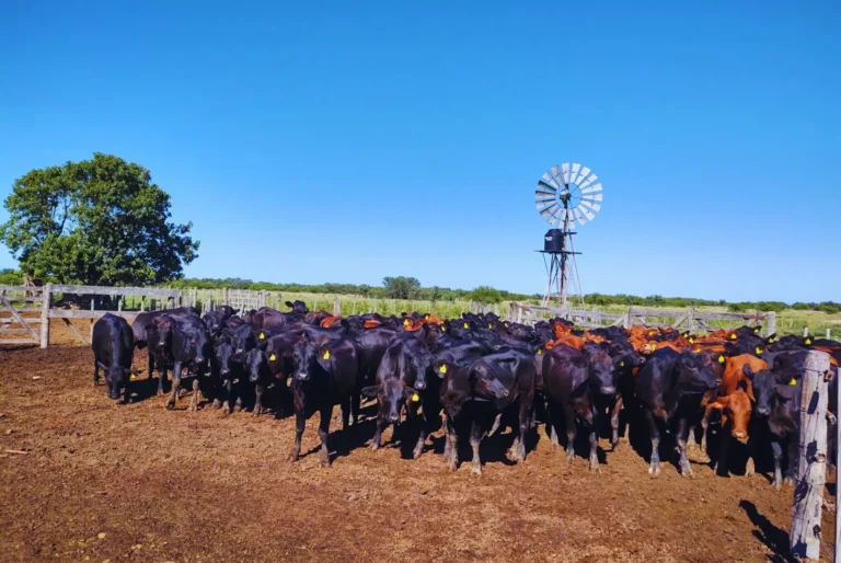 Pautas para el control de los parásitos internos en los rodeos ante resistencia de productos