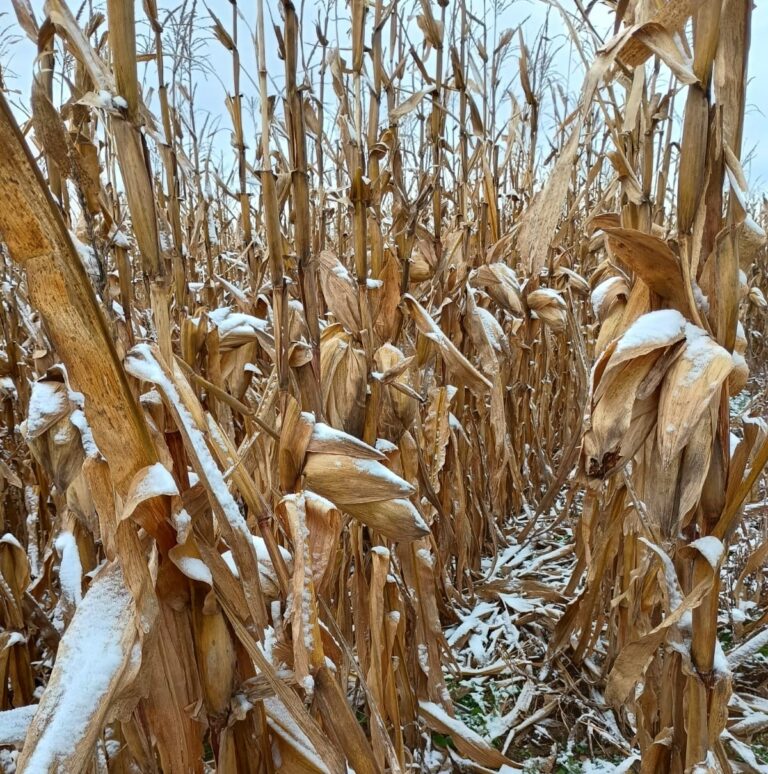 BCCBA: La ola polar trajo nevadas en las sierras y en zonas de producción