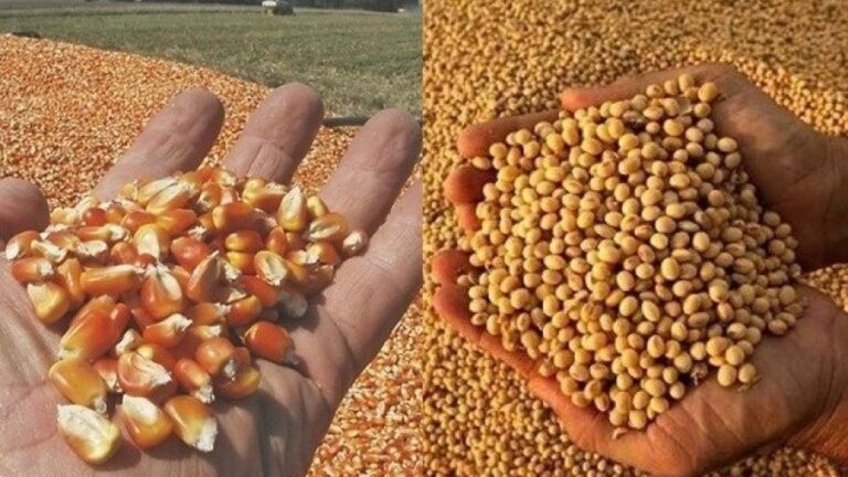 Reporte del mercado agropecuario: Comportamiento de los mercados de granos a nivel internacional y doméstico