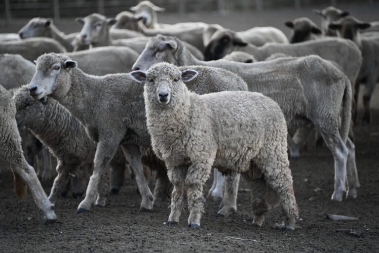 Eliminan regímenes específicos de promoción ganadera por especie que fragmentaban al agro argentino