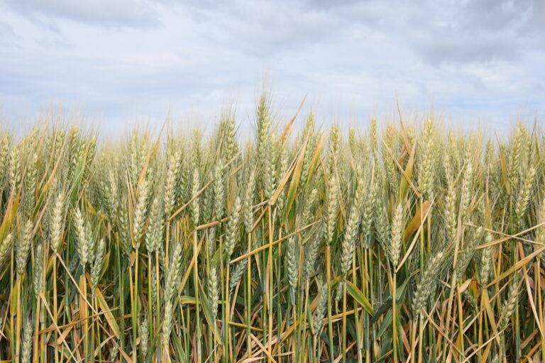 Subió el peso de los impuestos en el agro: análisis de FADA para el cultivo de trigo