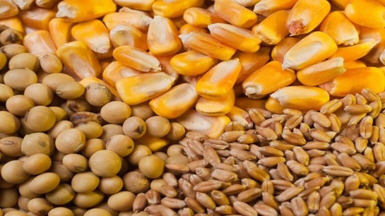 Mercados agrícolas en Baja: clima favorable y oferta global presionan precios