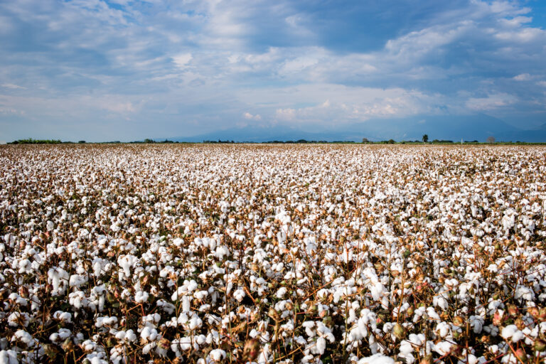 El INTA, clave en el mejoramiento genético y varietal del algodón
