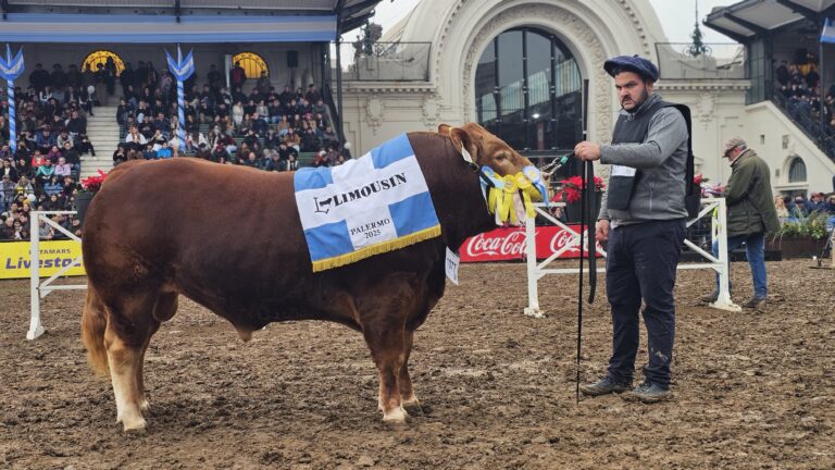 La Raza Limousin consagró a sus mejores ejemplares en la 137° Expo Rural de Palermo
