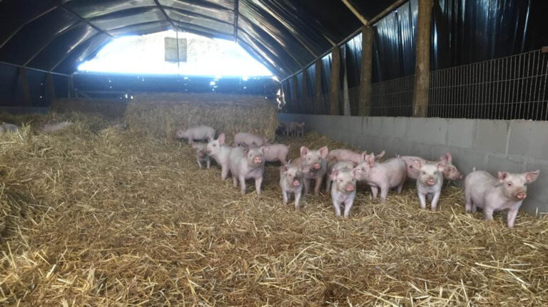 El Sector Porcino en Crisis: importaciones masivas y desalojo de pequeños productores