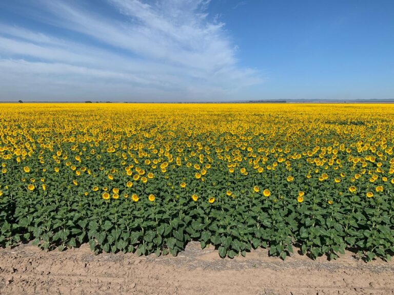 El Girasol asoma como una prometedora alternativa agrícola en el Norte de Córdoba