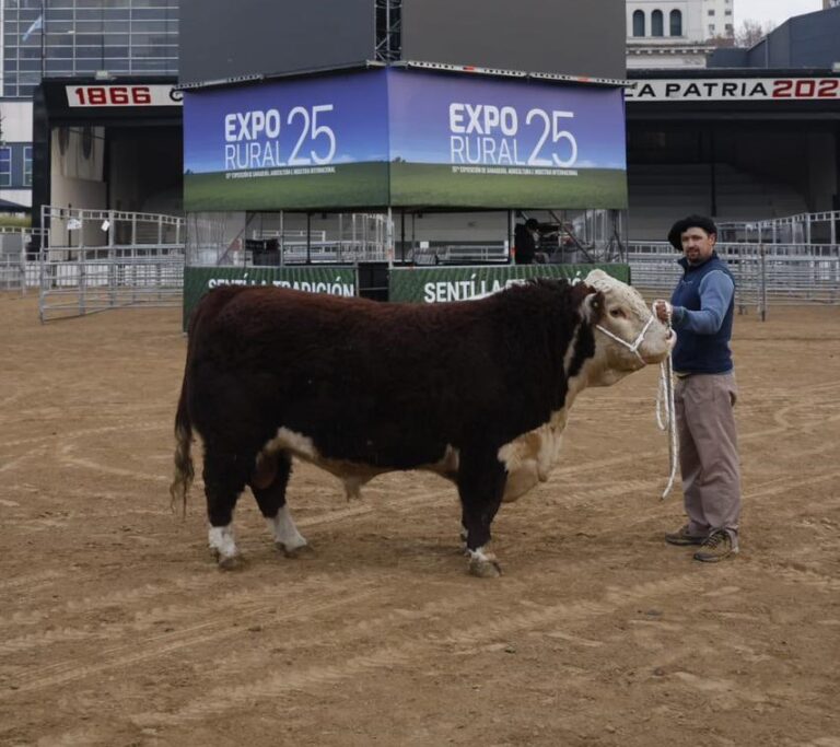Hereford es protagonista en la Exposición Rural de Palermo: récord de inscripciones y genética de vanguardia