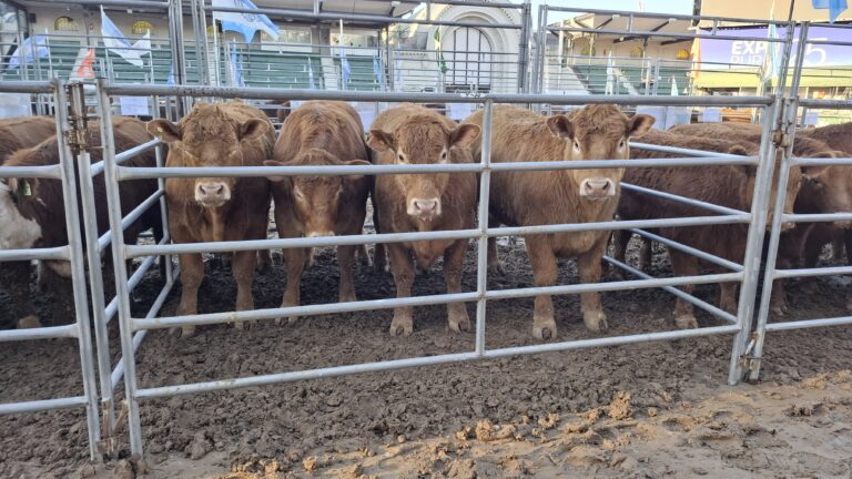 El lote campeón Limousin del Concurso de Novillos de la Expo Rural 25 promedió los 620 kilos por animal