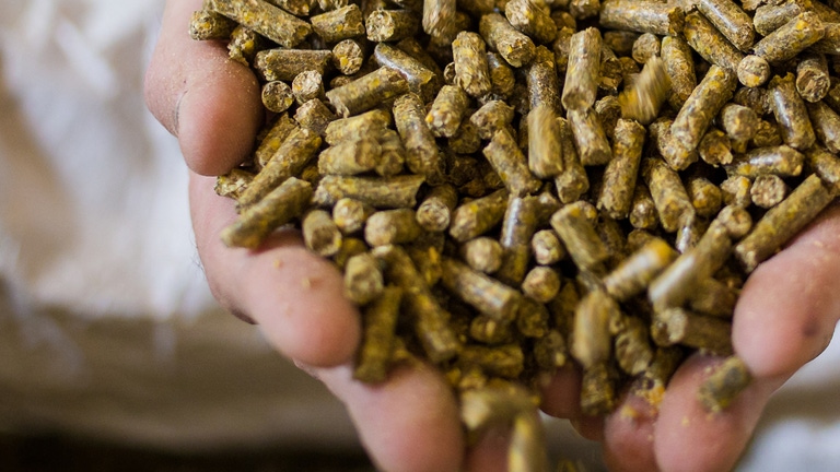 Innovación en Nutrición Animal: la clave para una producción eficiente y sustentable