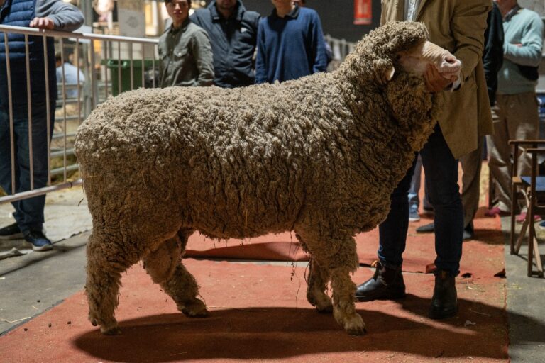 El regreso de la raza Merino a la Expo Rural: Un siglo de tradición y excelencia en producción