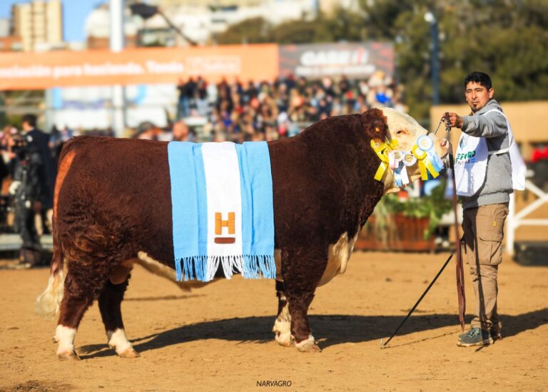 Sacerdote de Cabaña Don Benjamín, el Gran Campeón Hereford que cautivó la rural de Palermo
