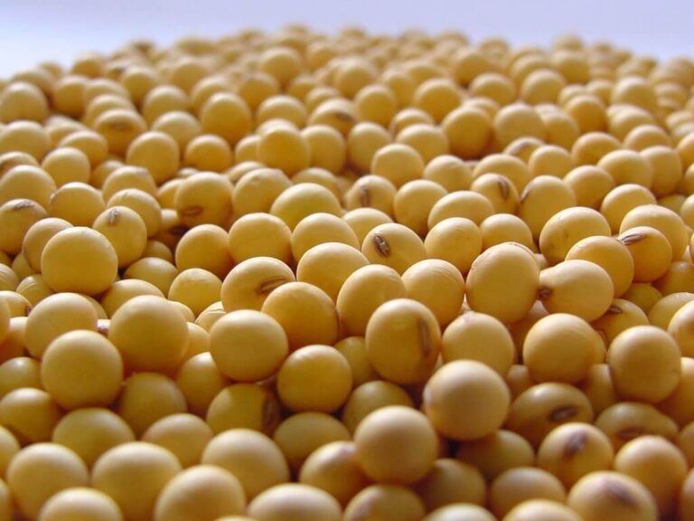 La Secretaría de Agricultura incorpora inteligencia artificial para identificar variedades de soja