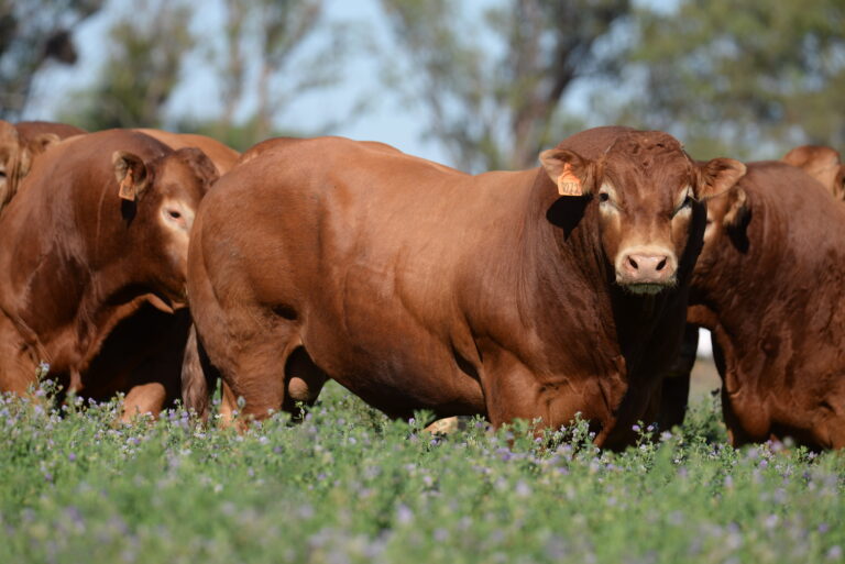 Limousin anticipa su participación en la Expo Rural de Palermo : calidad carnicera y eficiencia de conversión