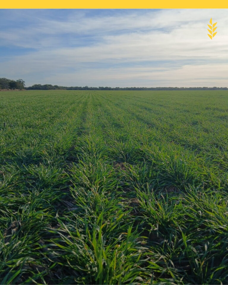 BCCBA: Heladas y déficit hídrico ponen a prueba a trigo y garbanzo en Córdoba
