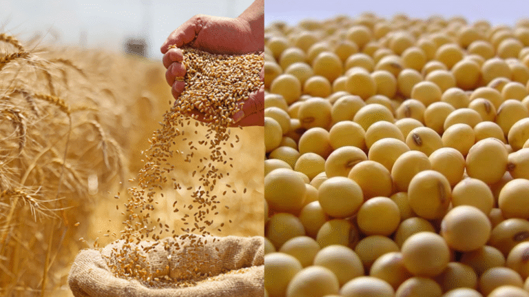 Mercados agrícolas: trigo impulsado por Rusia, soja local al alza