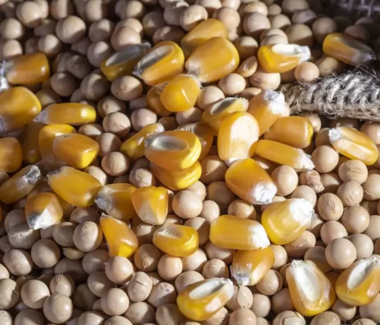 Mercados agrícolas: soja y maíz globales en alza impulsan la campaña, aunque el trigo local desciende