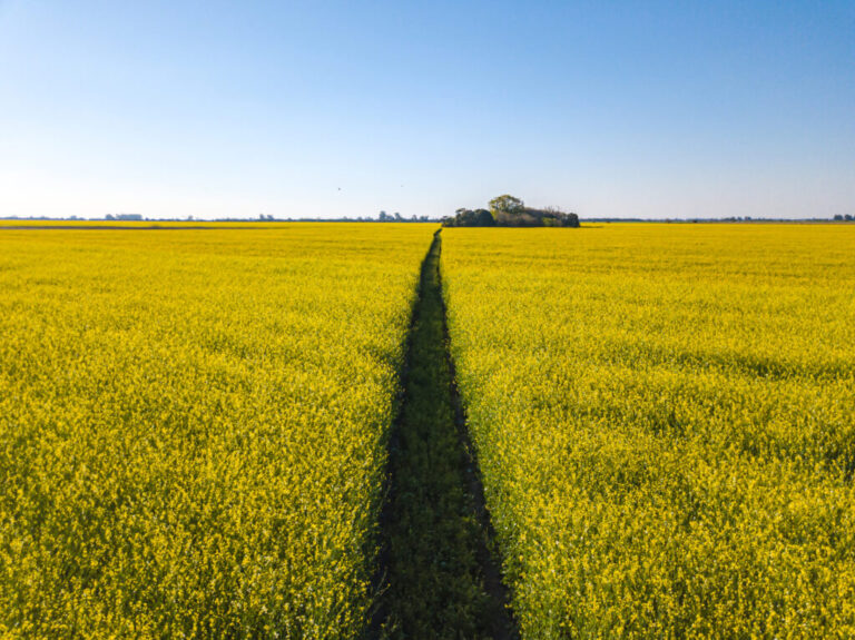 Nufarm impulsa la innovación agrícola con el sistema Palladium y Carinata hacia nuevos desafíos