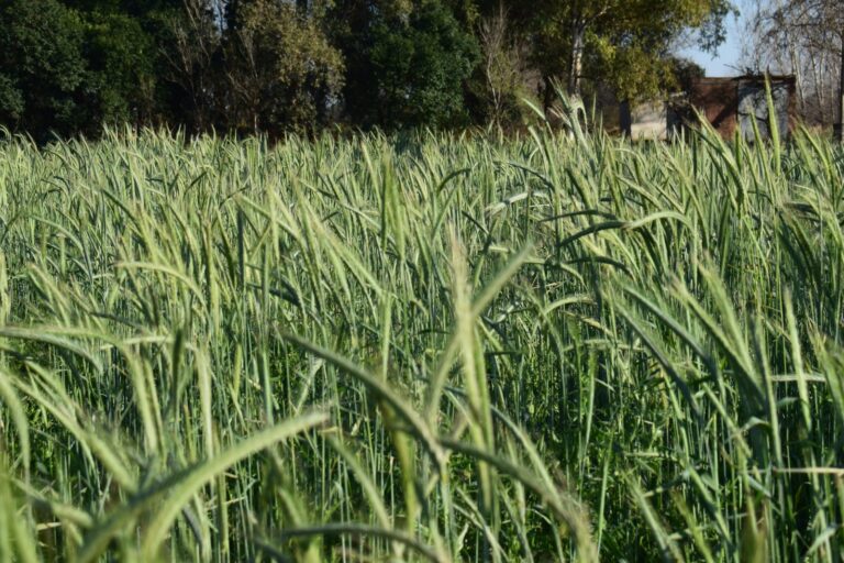 Consociación de Especies Subtropicales: Pemán Semillas reprogramó capacitación Virtual para el 2 de Octubre