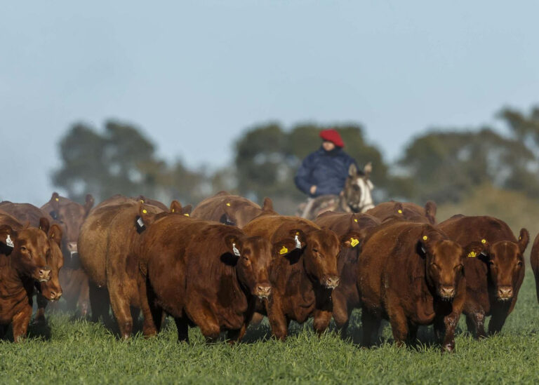 Un hito para el sector de la carne argentina: Lanzan el Manual de Bienestar Animal en plantas de faena