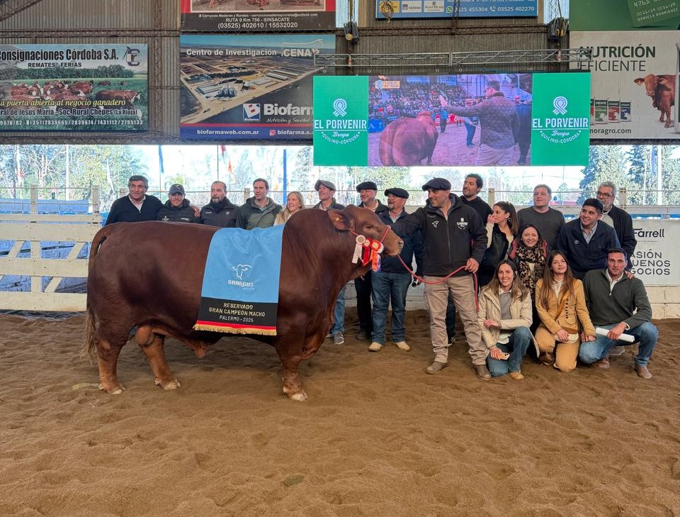 «Mafioso» es también récord en precio: 50 % del Toro Brangus de «El Porvenir» fue vendido en $ 272 millones