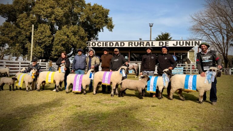 Hampshire Down brilló en Expo Junín y se encamina al Congreso Mundial 2026