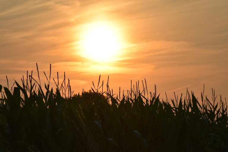 Córdoba será sede de la 1ª Reunión Nacional de Ecofisiología y Agroecosistemas