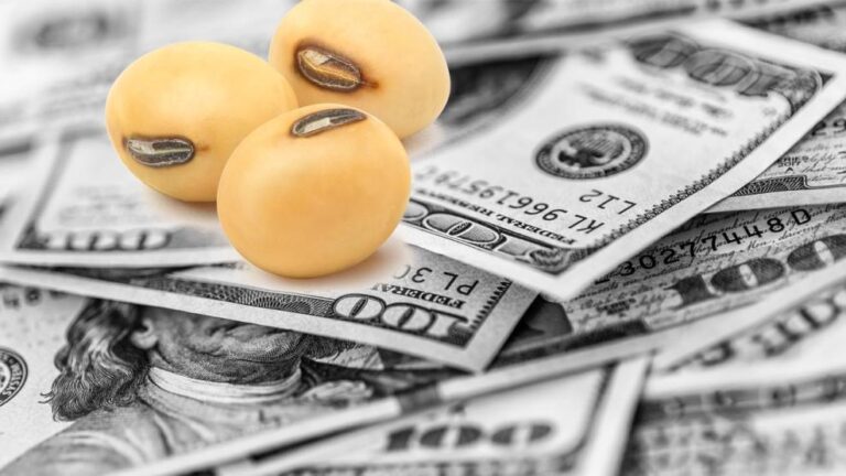 El mercado local agropecuario bajo presión: precios de granos y dólar en detalle