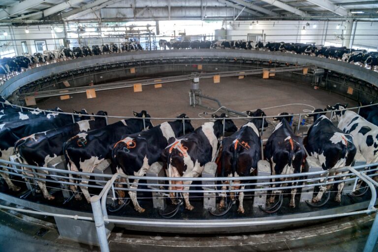 La Lechería con producción récord impulsada por la tecnológica y la recuperación del stock