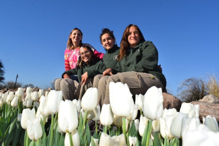 Mientras cierra la floración de tulipanes, Despeñaderos Florece piensa en implantar 20.000 bulbos en 2026