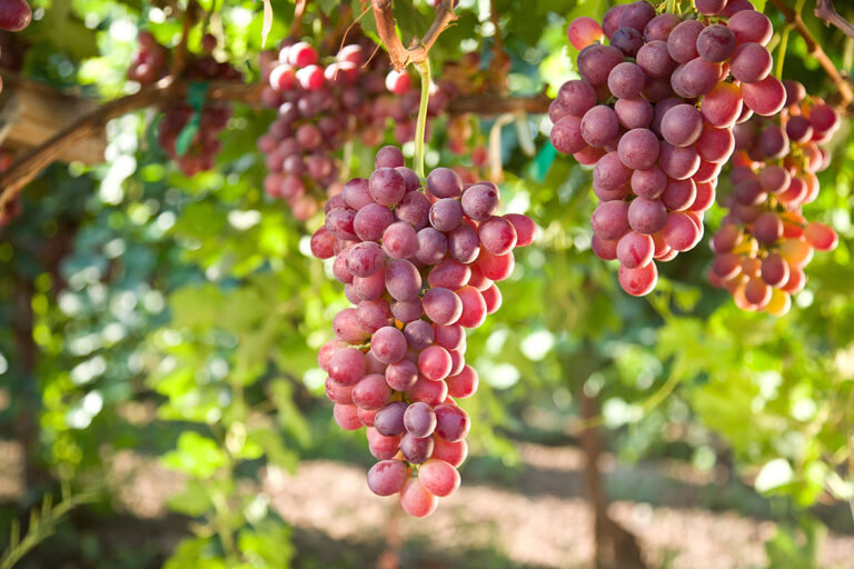Compo Expert y un avance de importancia para la agricultura de Cuyo con biotecnología y nutrición