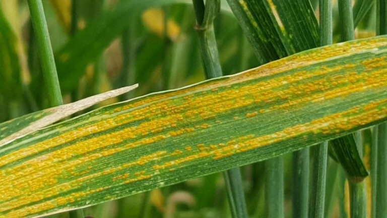 Alerta Temprana en el Campo: la tecnología xarvio anticipa enfermedades en Trigo y Cebada