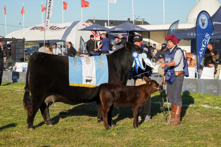 Arandú se consagra en Cañuelas: obtuvo el Gran Campeón Hembra en la Semana Angus de Primavera