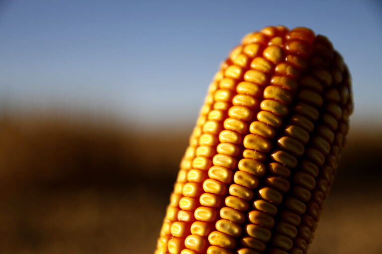 Agricultura marca récord de aprobaciones de vegetales genéticamente modificados
