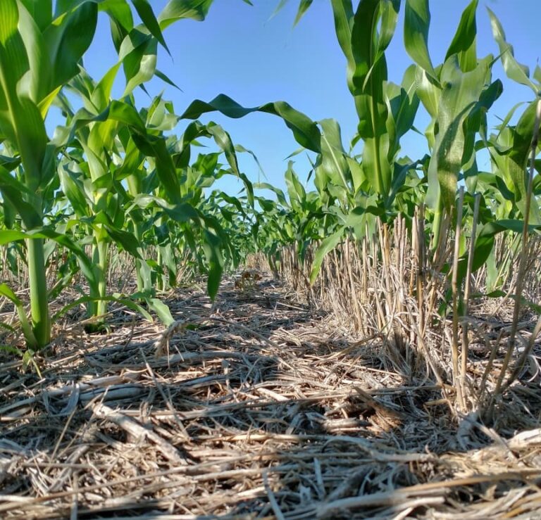 Productores Agropecuarios: comprometidos guardianes silenciosos de la sustentabilidad rural