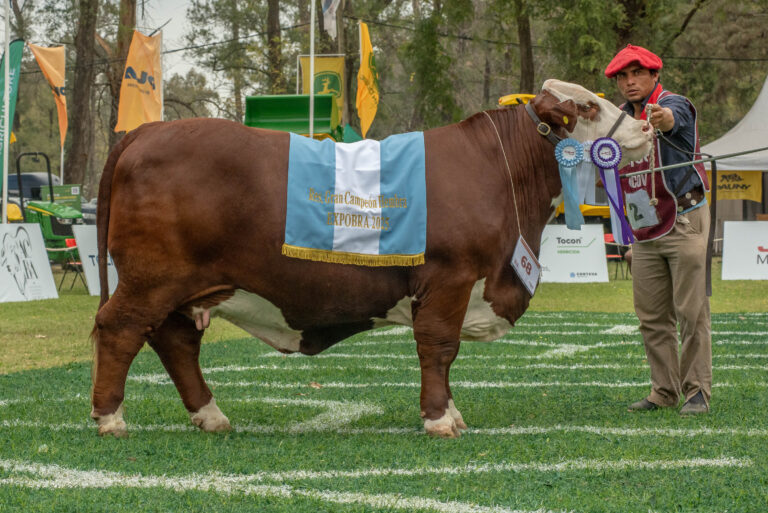 ExpoBra 2025: la excelencia genética bovina brilla en Santiago del Estero