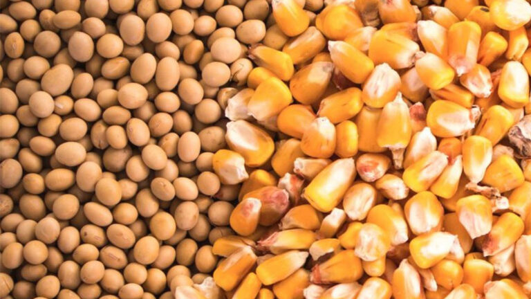 Mercados agrícolas en ascenso: demanda global y condiciones climáticas impulsan los precios