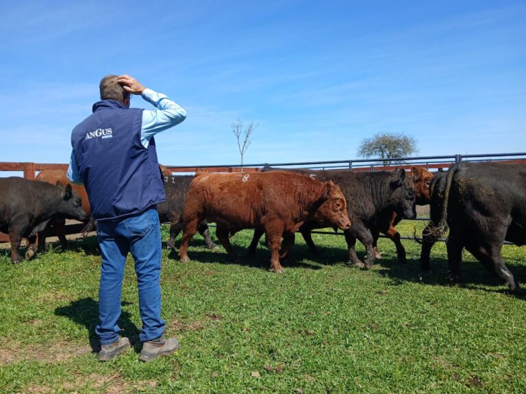 Angus Litoral cerró con éxito su Jura Pastoril y enfrenta desafíos clave para la ganadería regional