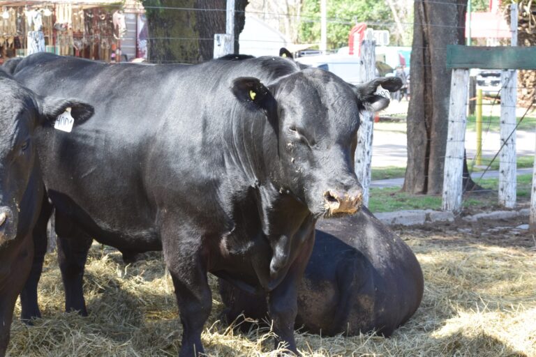 la-caba-a-angus-de-la-unc-obtuvo-importante-distinci-n-en-la-exposici-n