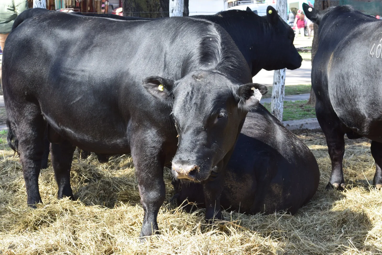 Rancul se prepara para el lanzamiento de la 11ª Prueba Pastoril «Germán Lucas Tapia»