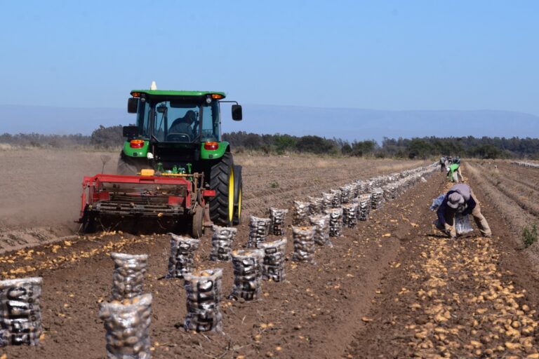Productores de Papa del Cinturón verde sufren por sobreproducción: caída del precio y trabajo a pérdida