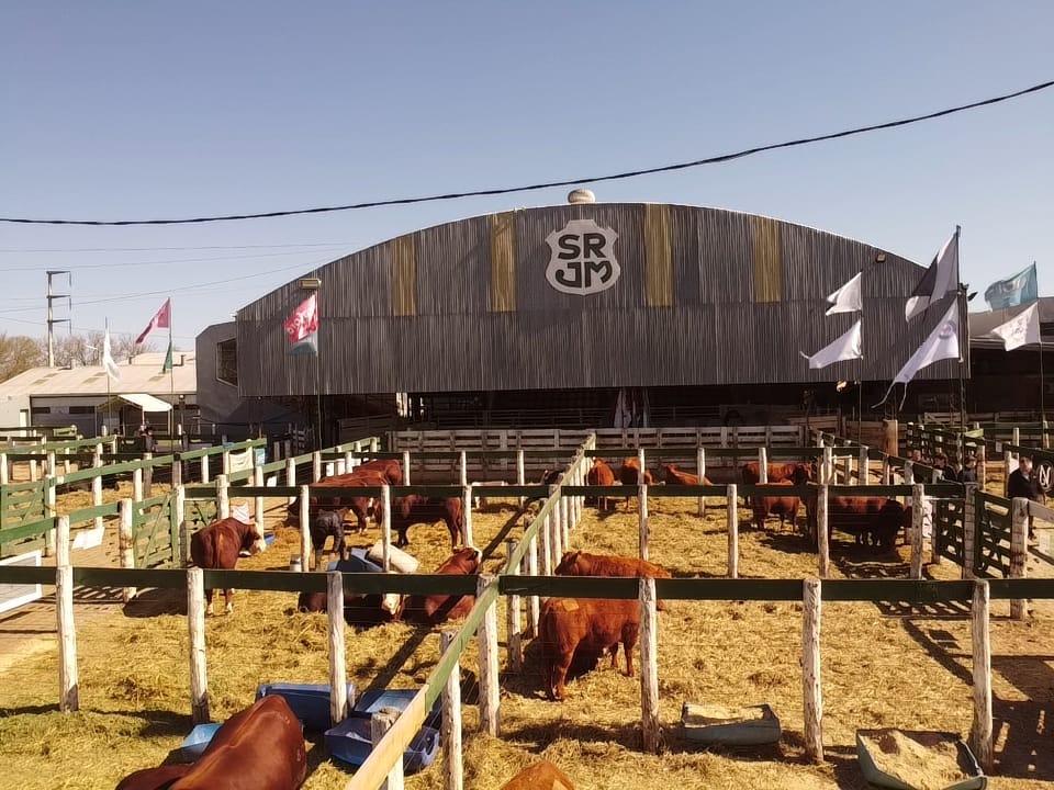 ¡Récord de precios! El fuerte remate que sacudió al mercado ganadero