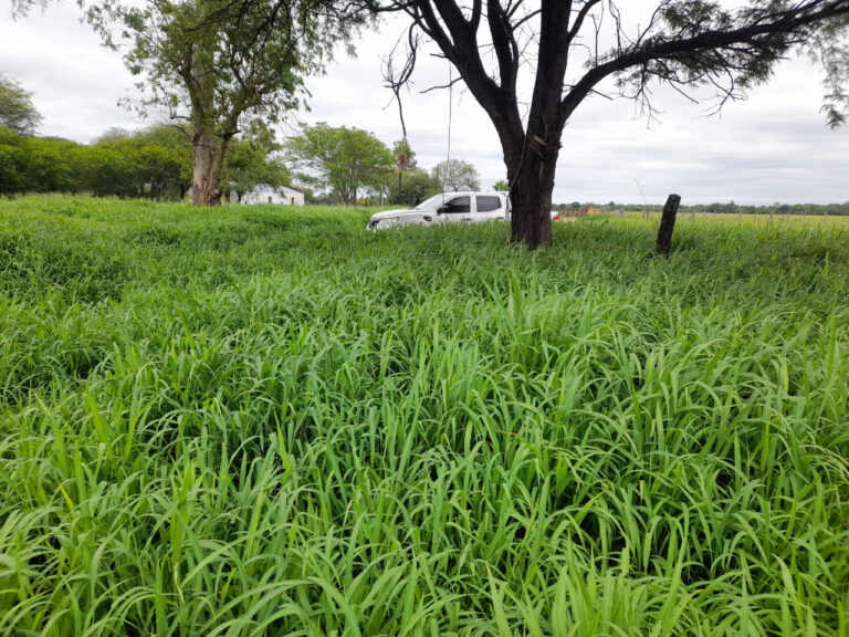 Innovación de Peman duplica la producción de forrajes subtropicales con FERTICOUT PRO