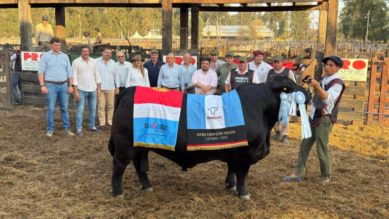 ExpoBRA 2025: La élite de la ganadería argentina deslumbró en Santiago del Estero con grandes campeones