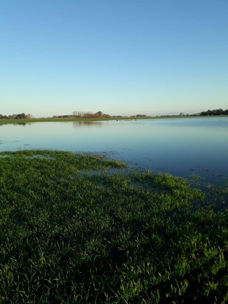 Lluvias inéditas de Agosto: Un escenario que conlleva  riesgos y grandes oportunidades agrícolas