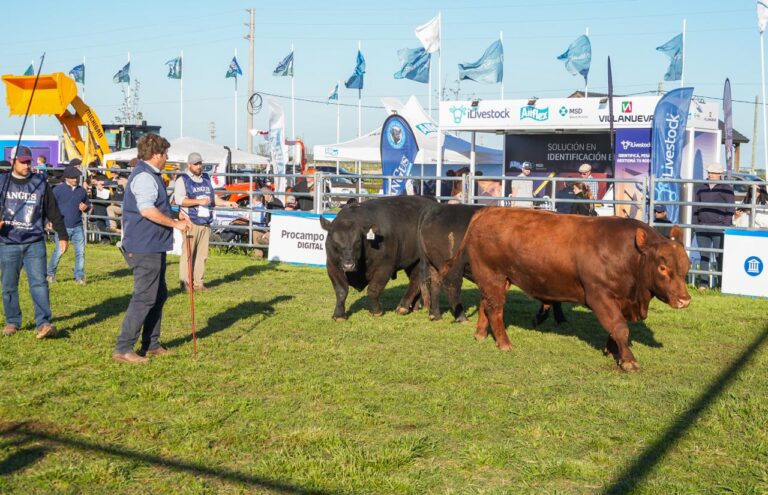 Excelencia genética en Cañuelas: Arandú, La Angelita, La Pastoriza y La Rubeta Ganadores en lotes Angus